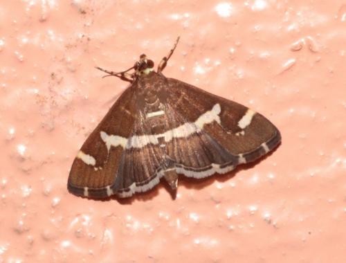 Réf. 226 473 : Spoladea recurvalis